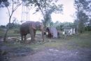 Old Working Elephant, Ayutthaya